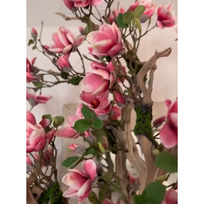Árvore de magnólia Rosa em vaso St. Tr. branco brilhante lançamento