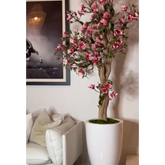 Árvore de magnólia Rosa em vaso St. Tr. branco brilhante lançamento