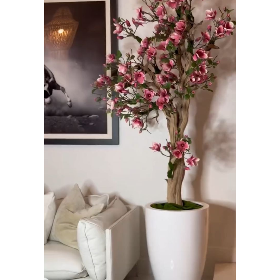 Árvore de magnólia Rosa em vaso St. Tr. branco brilhante lançamento