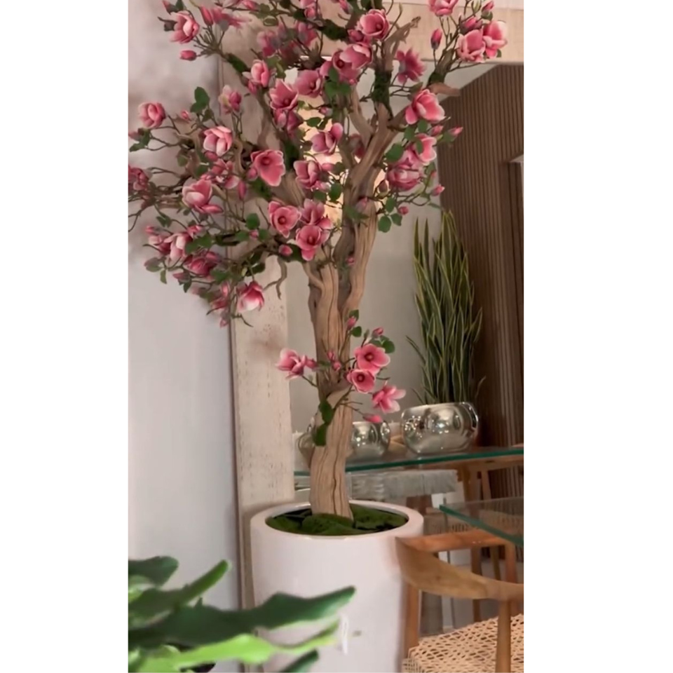 Árvore de magnólia Rosa em vaso St. Tr. branco brilhante lançamento
